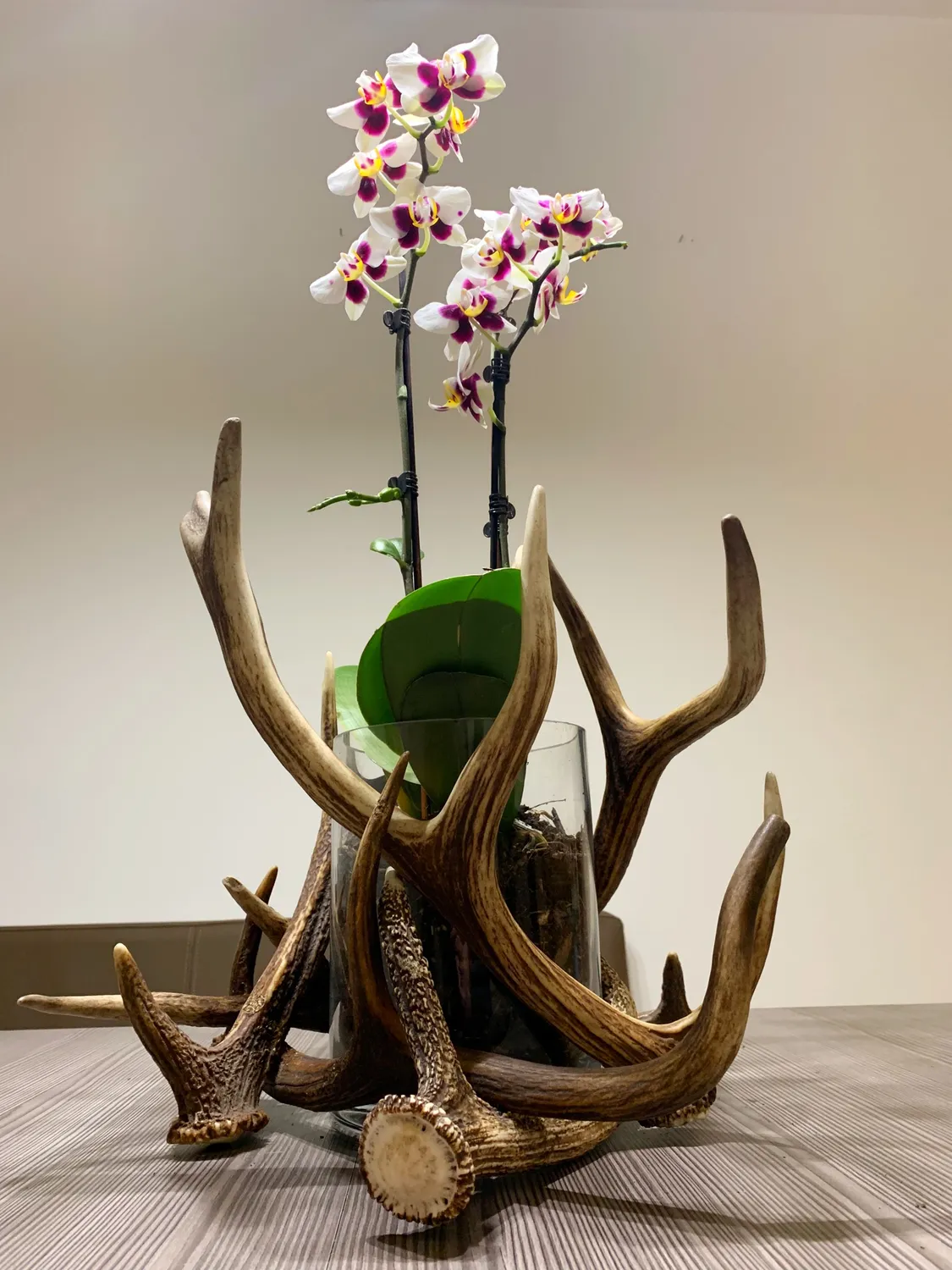 Oh My Deer Geweih blomsterpotte gevir