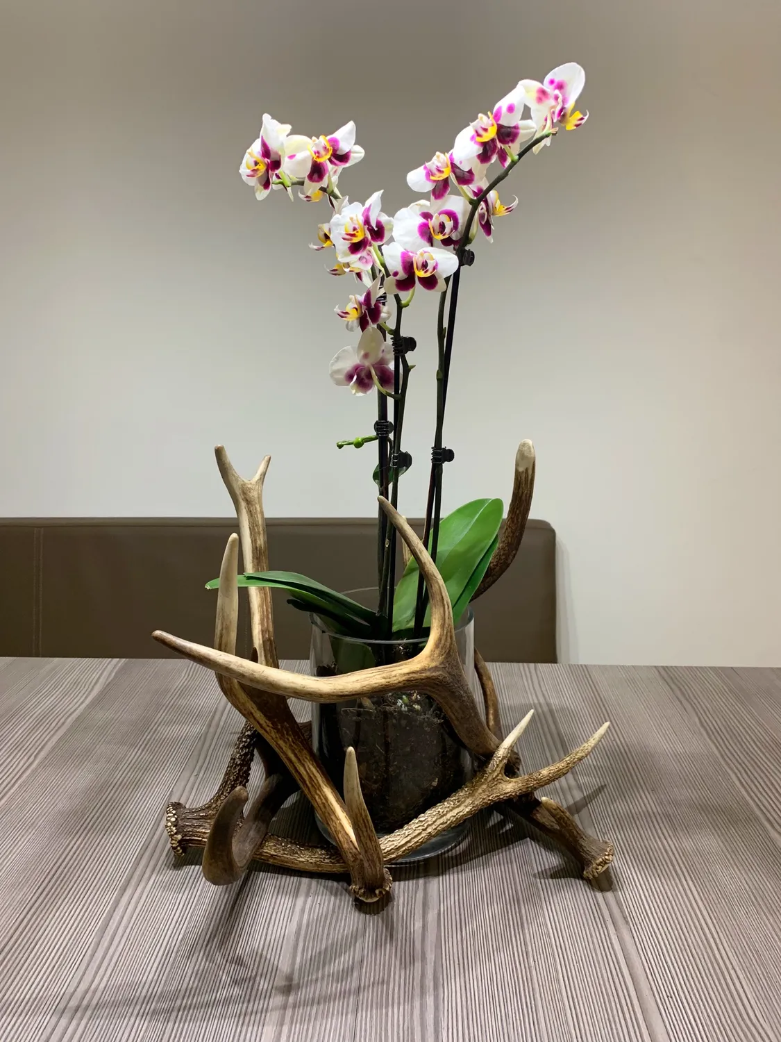 Oh My Deer Geweih blomsterpotte gevir