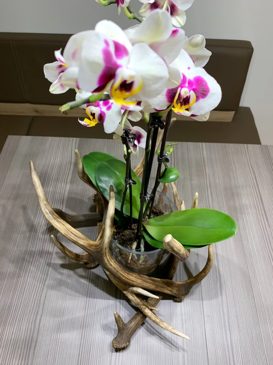 Oh My Deer Geweih blomsterpotte gevir
