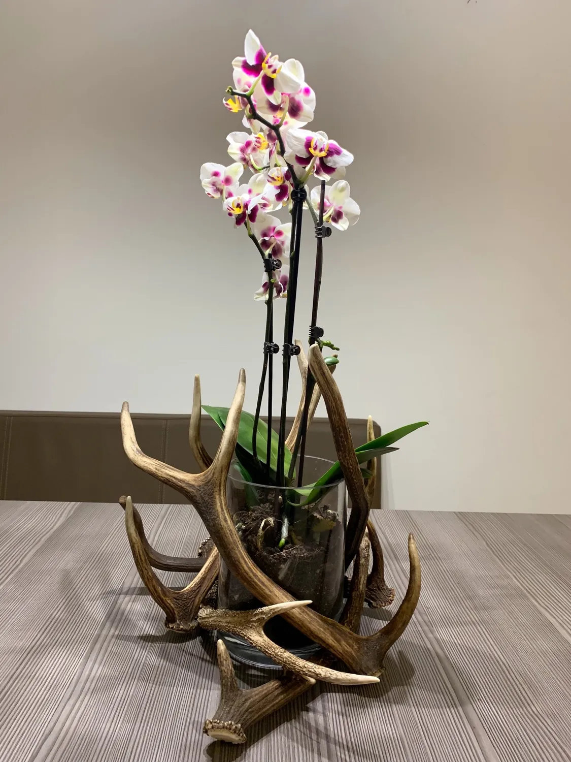 Oh My Deer Geweih blomsterpotte gevir