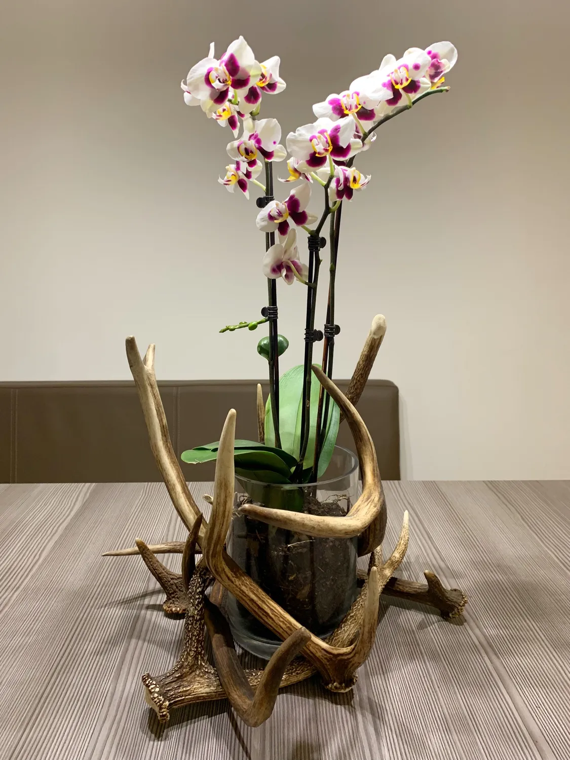 Oh My Deer Geweih blomsterpotte gevir