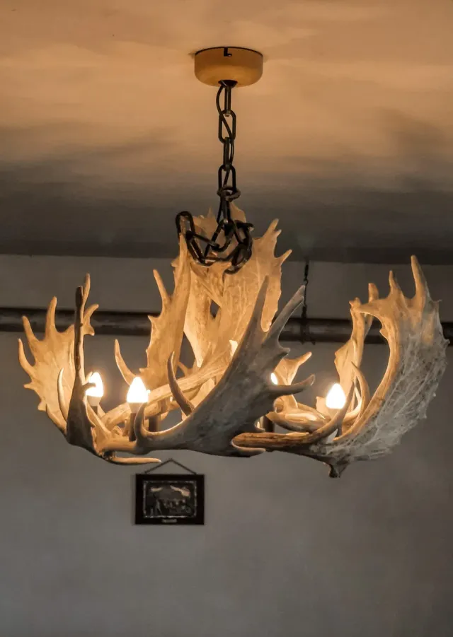 Oh My Deer Damhirsch gevirlampe krone natur gevir