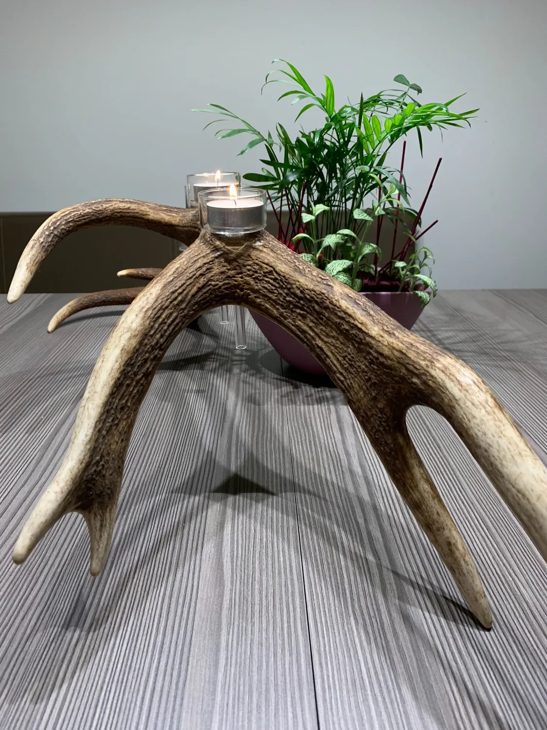 Oh My Deer Teelichthalter fyrfadsstage i glas