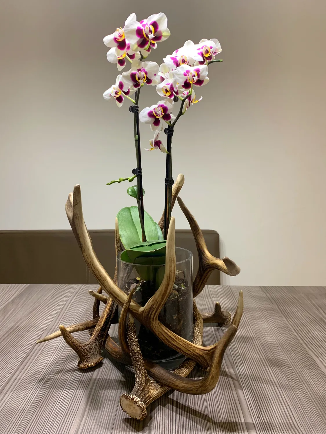 Oh My Deer Geweih blomsterpotte gevir