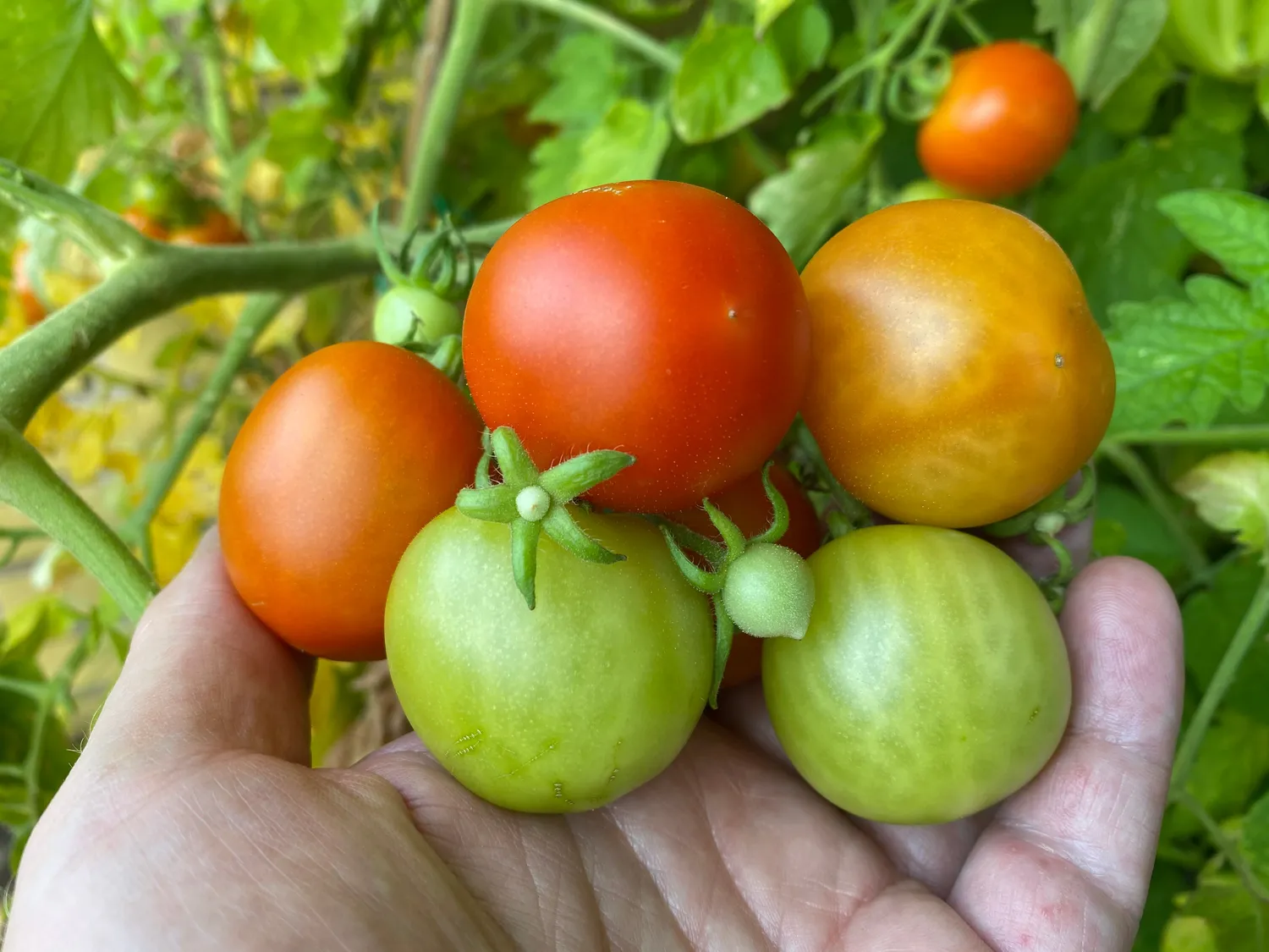 Homefarm Kapilærkasse selvvanding 80 cm genbrugsplast