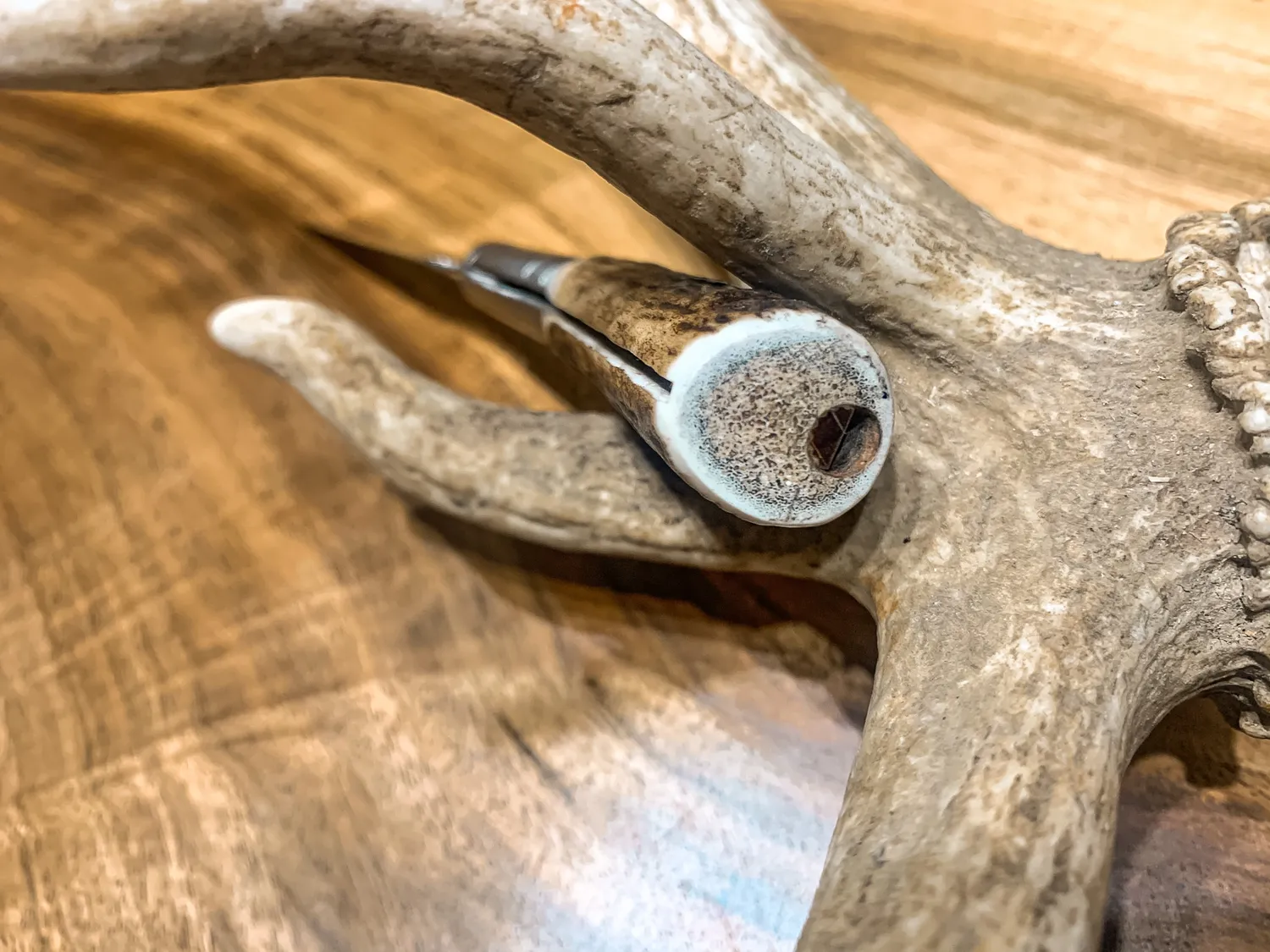 Oh My Deer Hirschhorn Feitel foldekniv hjortehorn
