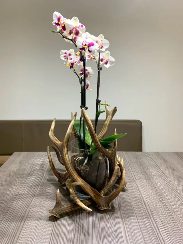 Oh My Deer Geweih blomsterpotte gevir